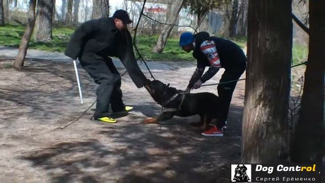 ротвейлер работа на дресскостюм смотреть онлайн