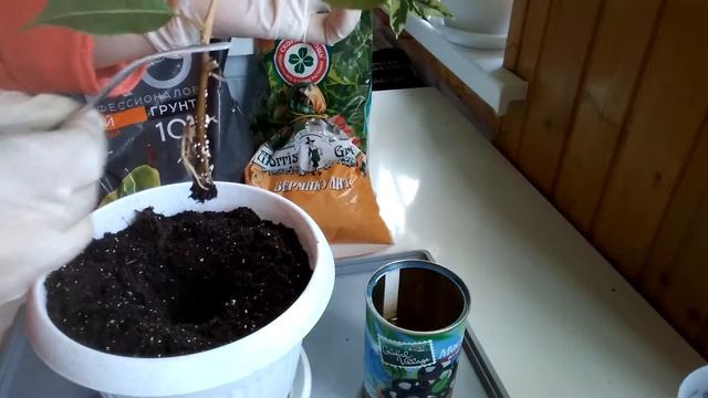 САЖАЮ ФИКУС БЕНДЖАМИНА. смотреть онлайн