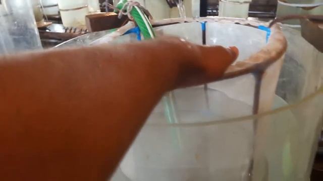 ИНКУБАЦИЯ АМУРА КАРП И ПОДГОТОВКА ИНКУБАЦИОНИ ЦЕХА| ПОЛУЧЕНИ ИКРЫ И ВЫКЛЕВ ЛИЧИНКИ ЧАСТЬ 3 смотреть онлайн