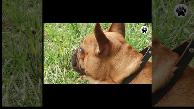 породы собак у которых выпадают глаза смотреть онлайн