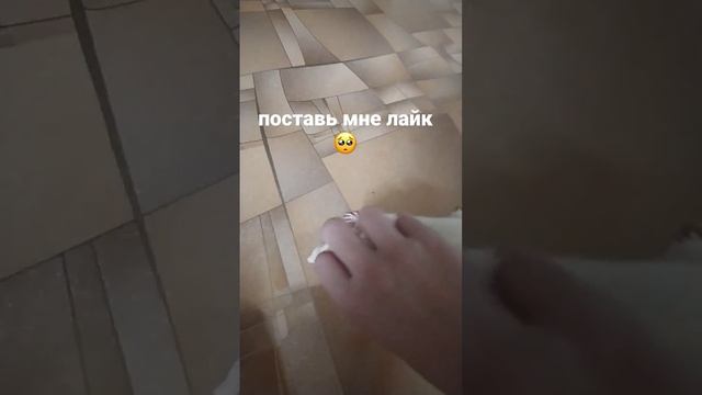 поставишь??? #крыса #альбинос #буся #reels #reels #regular #story #like #subscribe #top смотреть онлайн