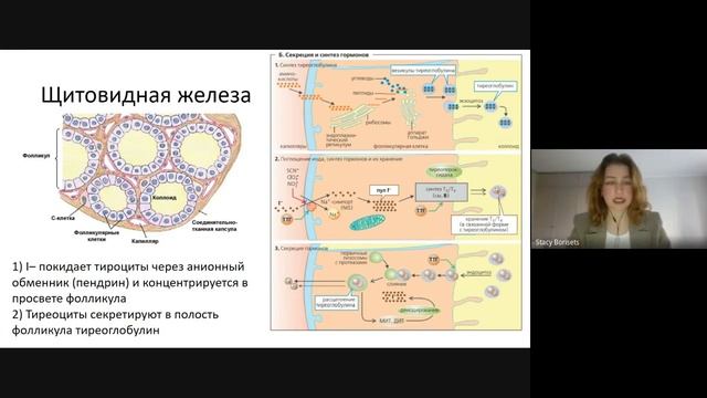 Эндокринная система и менструальный цикл (часть 1, запись 16 июня) | Анастасия Борисец смотреть онлайн