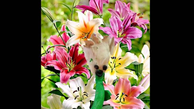 переполох в цветочном магазине смотреть онлайн