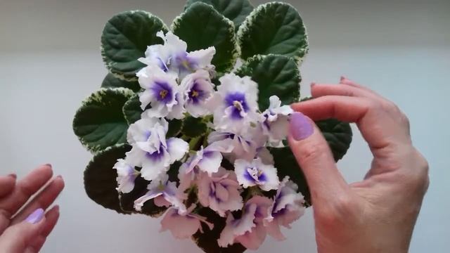 Обзор фиалки ЛЕ-Владимир. Плюсы и минусы . смотреть онлайн