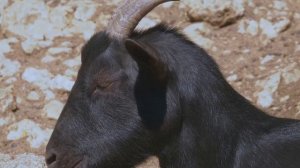 Разведение и кормление коз в домашних условиях-Breeding and feeding goats at home
