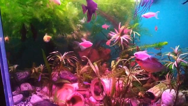 Кот.аквариум.рыбки. красный спектр. Музыка смотреть онлайн