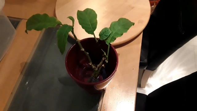 Brugmansia / Angel's Trumpets,  Simple Propagation Of Cuttings In Water