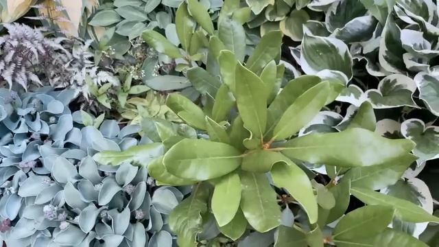 СТРИЖКА СИРЕНИ смотреть онлайн