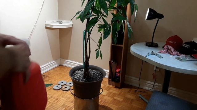 ?Preparing My Pachira Aquarica's For Fall... Full HD 1080p HIGH FR60? смотреть онлайн