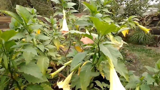 Бругмансия цветет смотреть онлайн