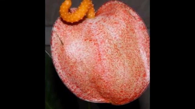 Любимые растения-Антуриум Шерцара смотреть онлайн