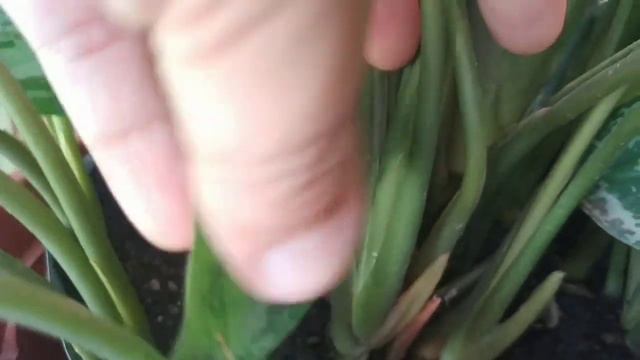 COMO CUIDAR LA PLANTA AGLAONEMA смотреть онлайн