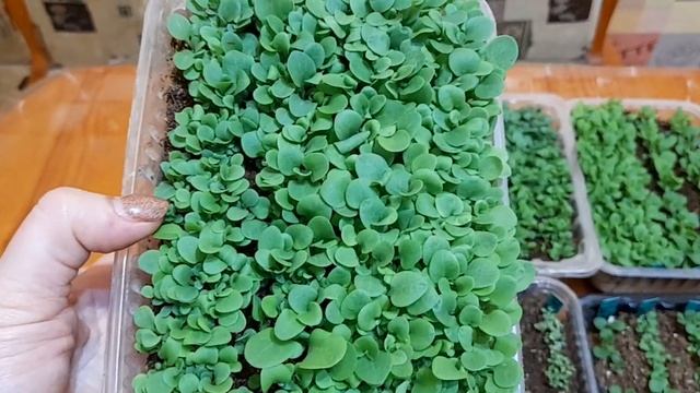 Кустовая петуния из своих семян .Что взошло. смотреть онлайн