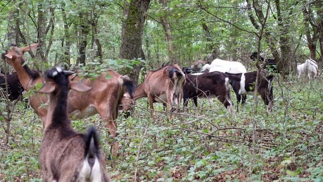 Домашние козы жизнь домашних животных смотреть онлайн