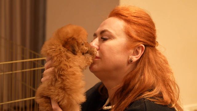Щенка выбирают сердцем. Как выбрать мальтипу. смотреть онлайн