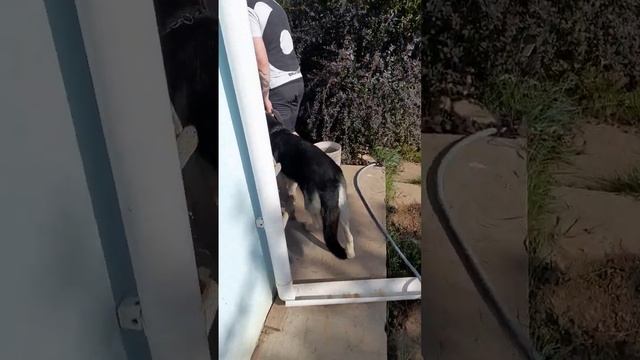 Приводит собаку в адекватное состояние))) смотреть онлайн