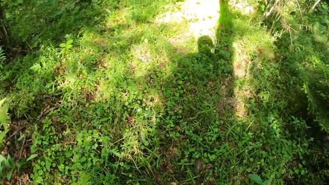 По этой тропинке я еще не ходил в грибное время. смотреть онлайн