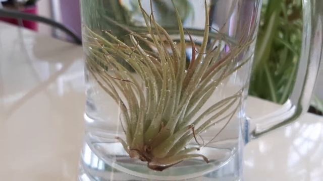 Тилландсия фиалкоцветковая (Tillandsia ionantha). смотреть онлайн
