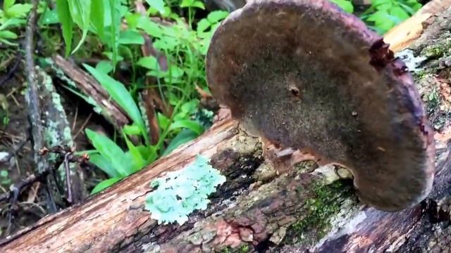 Cracked Cap Polypore смотреть онлайн