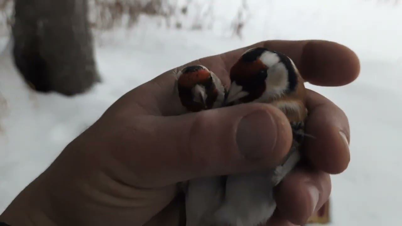 Ловля певчих птиц 19 декабря 2022 год. смотреть онлайн