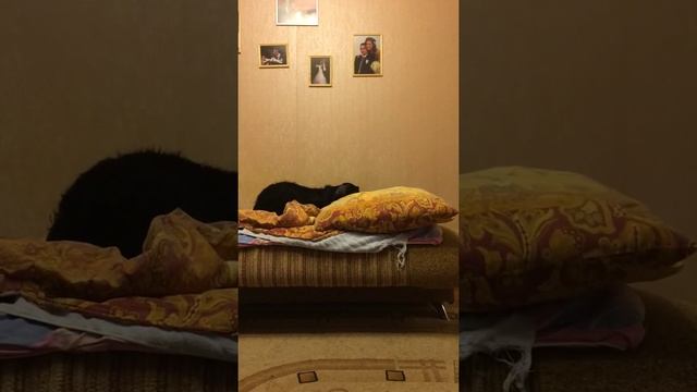 Что делает собака в отсутствии хозяина?...Черная Дженни. смотреть онлайн