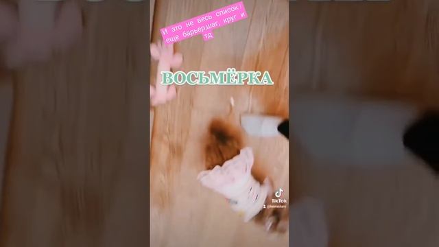 дрессировка чихуахуа #виделивидео #первыйканал #чихуахуа #приколысживотными #команды #рекомендации смотреть онлайн