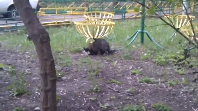 Самые милые котики на свете!