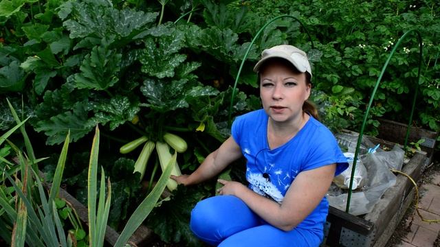 Этот кабачок буду сажать всегда! Пашет за всех в любых условиях! смотреть онлайн