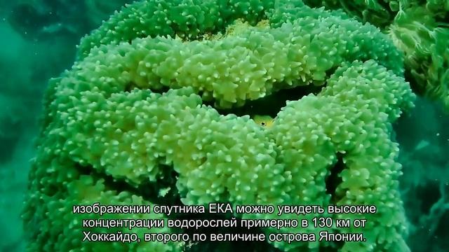 Посмотрите на цветущие воды Тихого океана из космоса смотреть онлайн