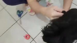 Как правильно клеить уши миттельшнауцеру