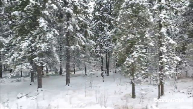 Копия видео "Зимний лес" смотреть онлайн