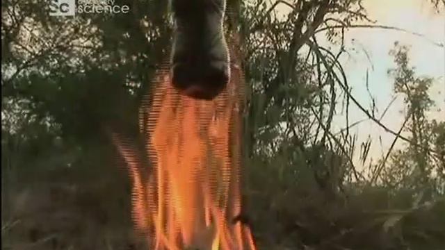 Afrikanskaya смотреть онлайн