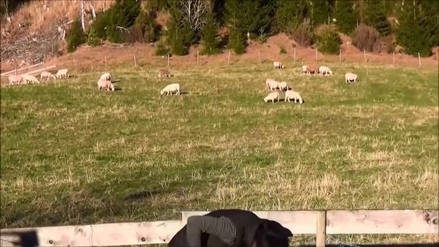 Услышат ли овцы голос пастуха? смотреть онлайн