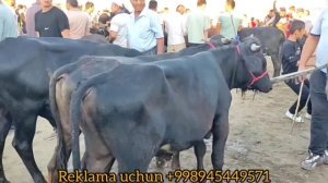 BUXORO JONDOR/MOL BOZOR/YEMLANGAN BUQQA NARXLAR 09.07.2023@jondoruz5002