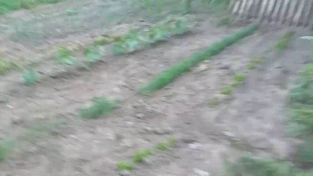 Подкормка реально работает! Всё растёт не по дням а по часам. смотреть онлайн