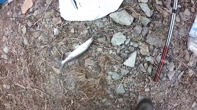 Река Волхов! Рыбалка на поплавок! смотреть онлайн