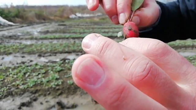 НЕВЕРОЯТНАЯ СЕЛЕКЦИЯ!!! Как правильно выращивать Редис Ранний в больших объемах
