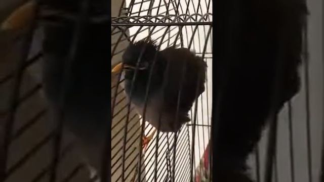Чюча майна говорящая смотреть онлайн