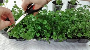 Лобелия Как вырастить пышный кустик