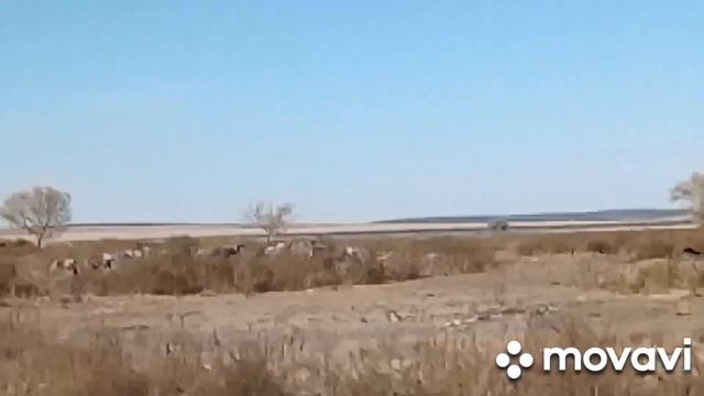 Ново -Узенка ,Стан (первое отделение ).