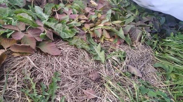 ежевика,подготовка к зимовке и укрытие смотреть онлайн