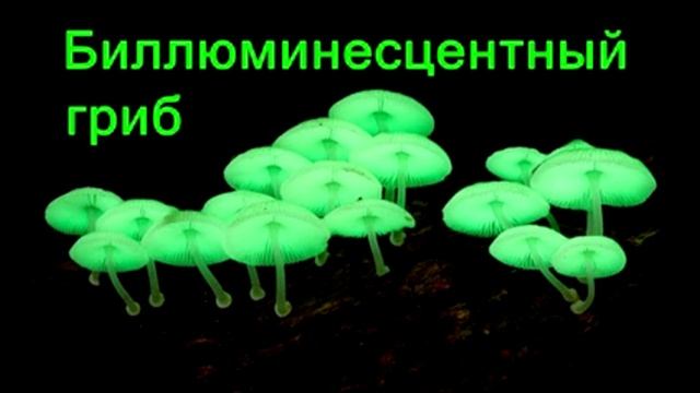 Необычные грибы смотреть онлайн