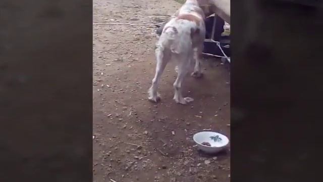 Сченок отокавал кота!!!!! смотреть онлайн