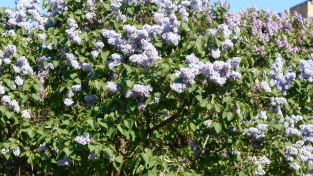 1Сиреневый сад, Москва, май 2015 смотреть онлайн