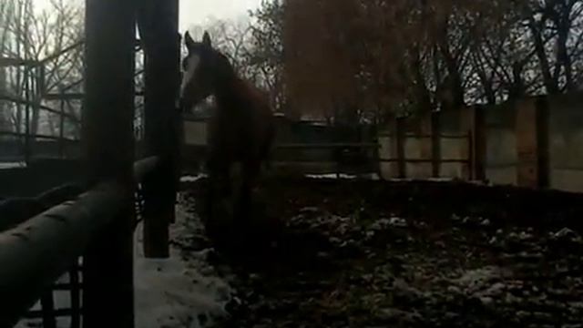 Бальтазар,конюшня в Кривянке смотреть онлайн