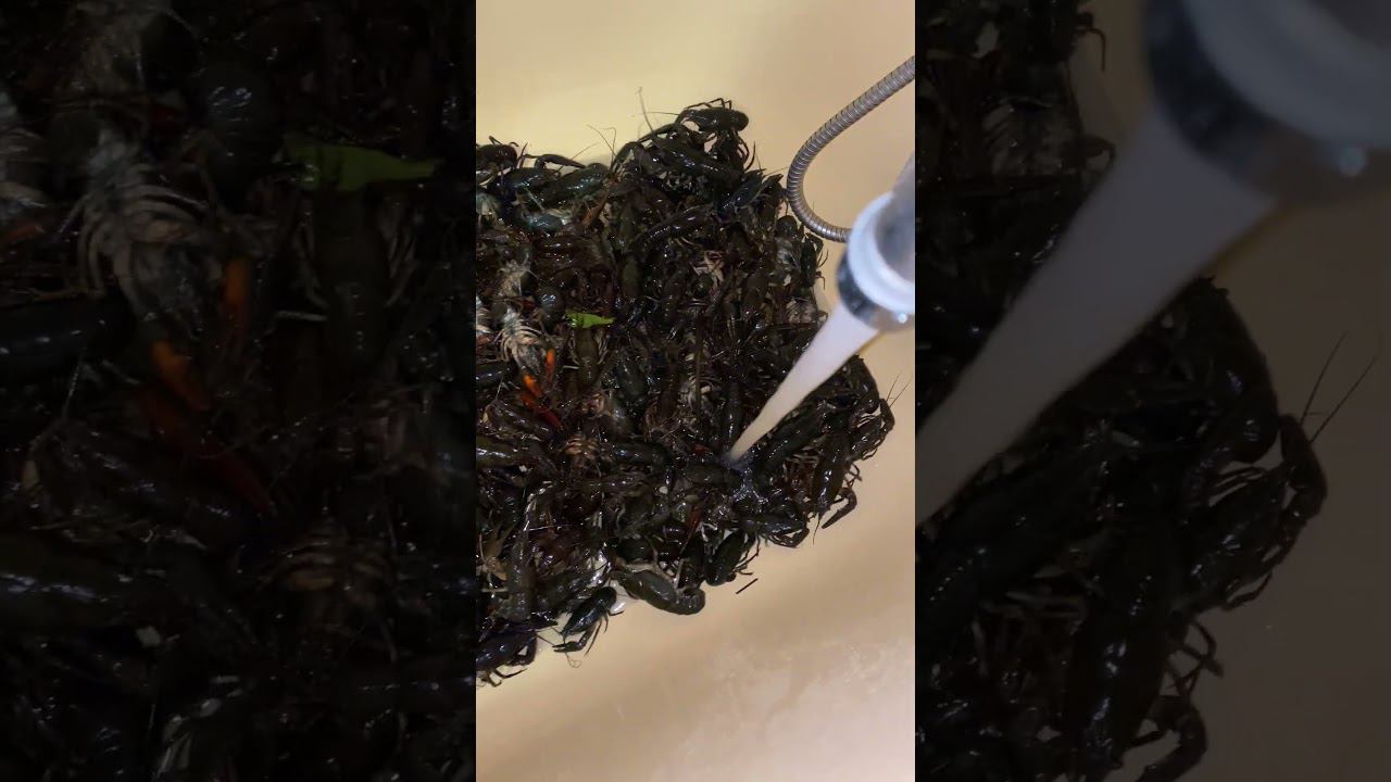 Много раков не бывает!!!!!