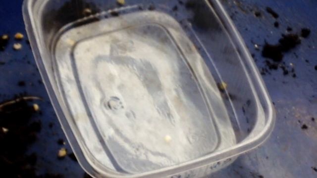 ? #3 Выращиваю лук Эксибишен из семян от и до. | Обзор рассады и снова про пикировку. смотреть онлайн