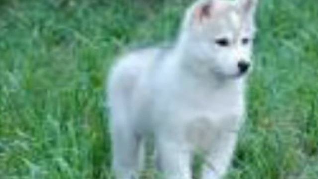 Клип волков смотреть онлайн