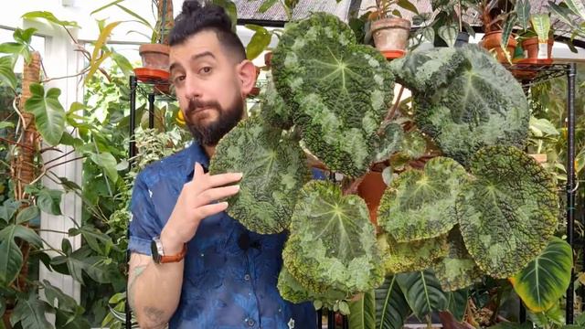 Begonia Sizemorea, A Truly Huge Begonia