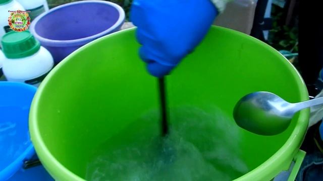 Тута абсолюта - опасный червяк в листе помидоров. Как спасти томаты? смотреть онлайн